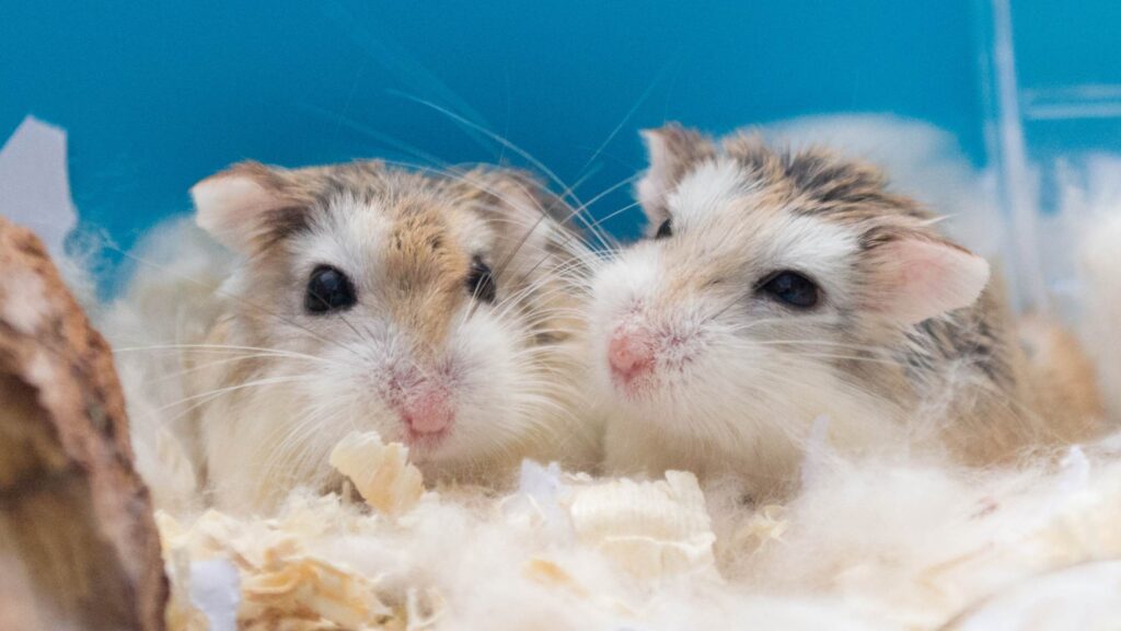 Roborovski Hamster